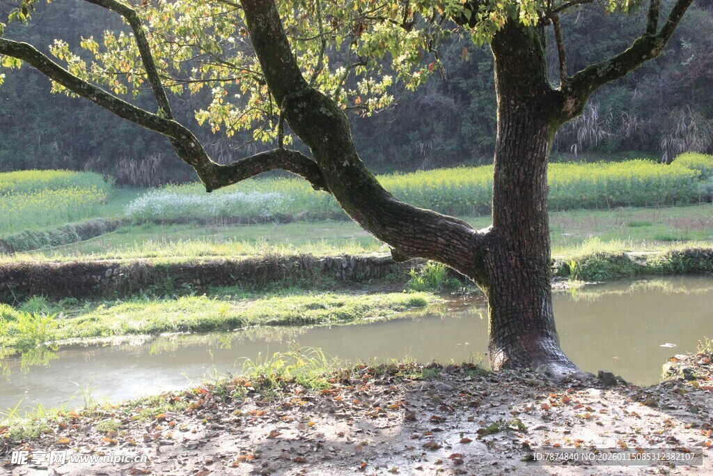 河畔孤树 静享田园风光