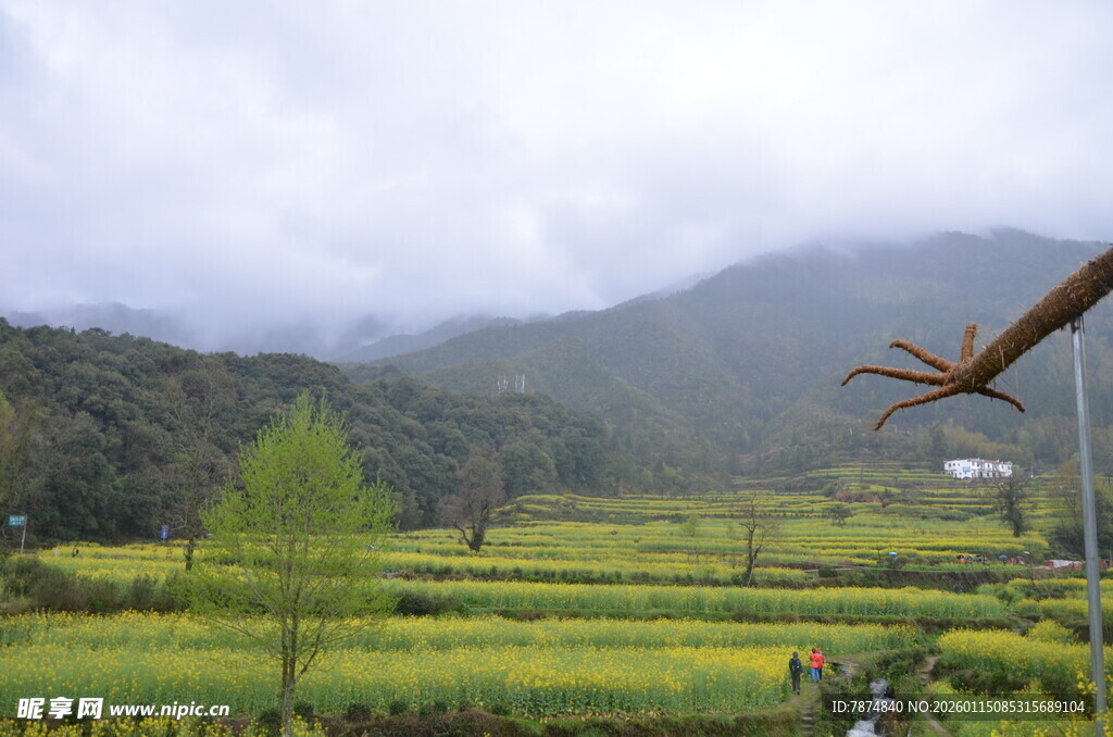 田园风光中的多彩田野