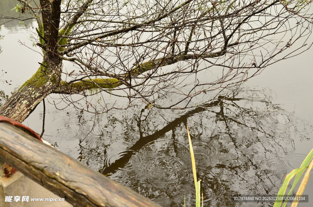 水边倾斜老树景象