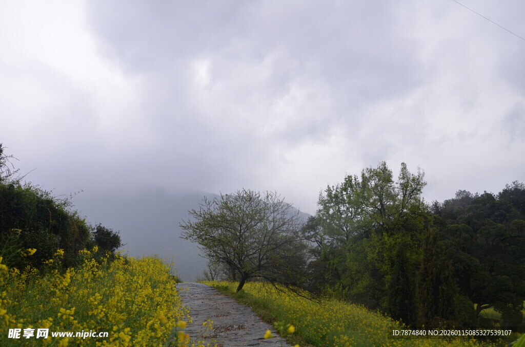 山间小径旁的烂漫黄花