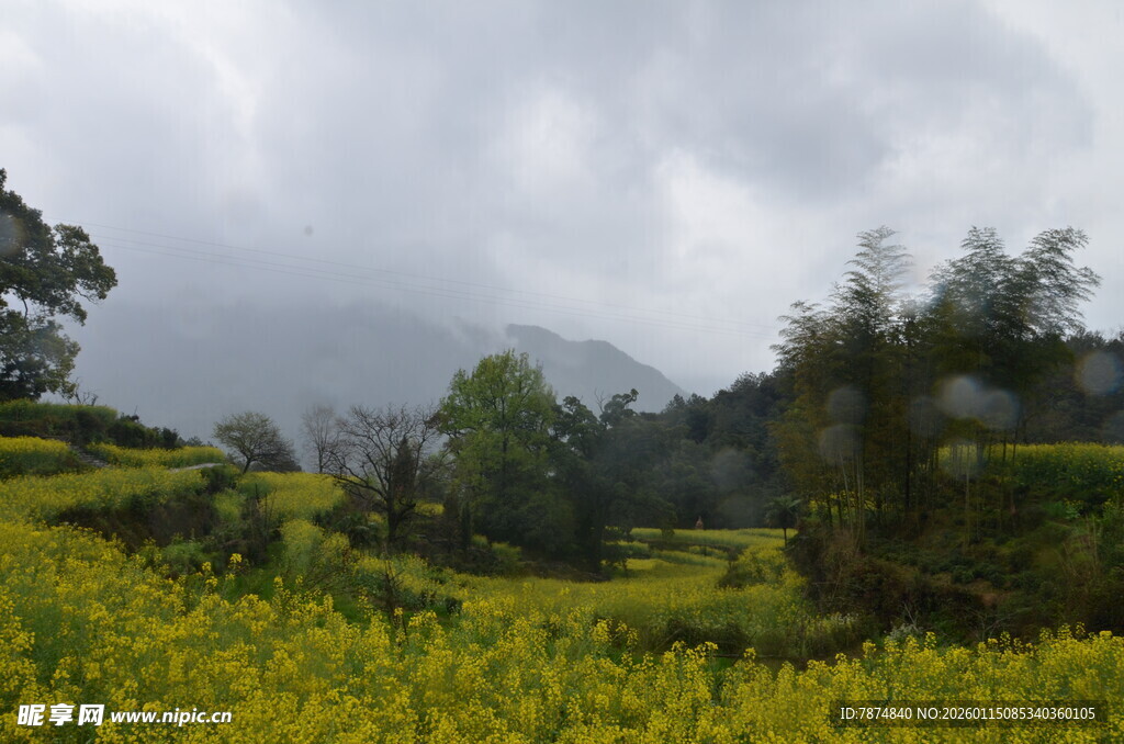 山间油菜花田云雾景致