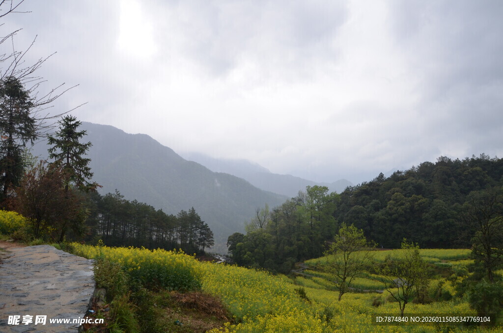 山间油菜田的朦胧景致