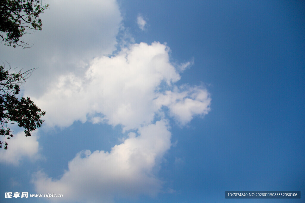 蓝天飘白云 树影相伴