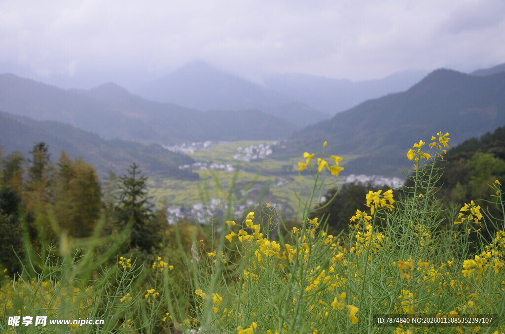 山间黄花盛放的美丽景致
