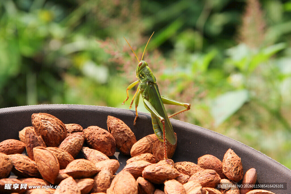 碗中杏仁上的绿色蚂蚱