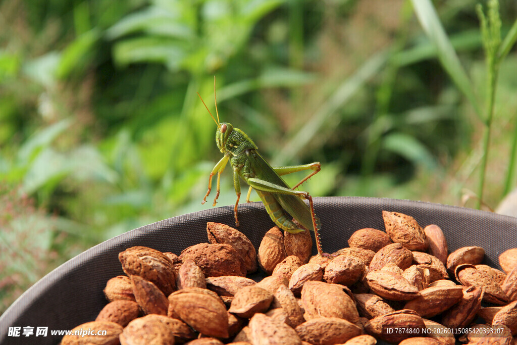 盘中坚果上的绿色蝗虫