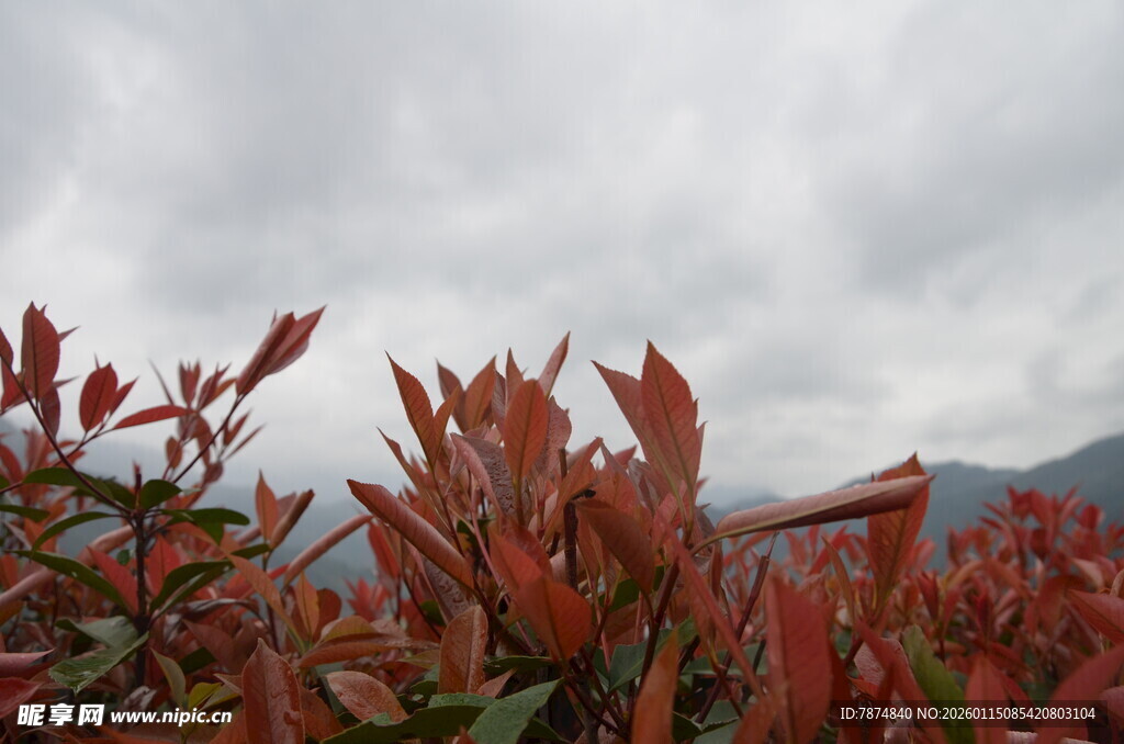 红叶植物与远山云雾景致