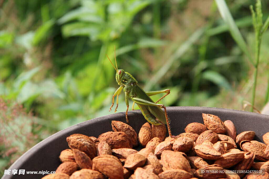 盘中蚱蜢与棕色颗粒物
