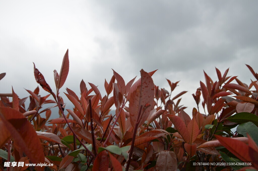 红叶在阴天下的美丽景致