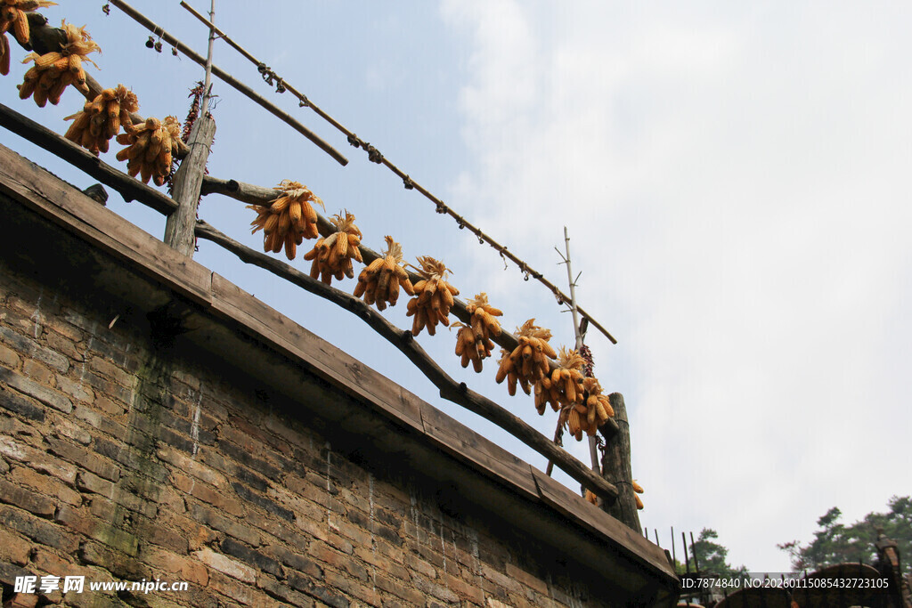 屋顶晾晒的金黄玉米