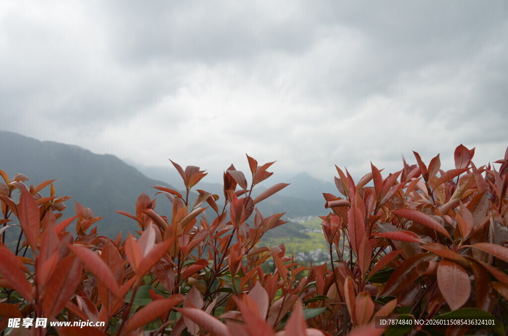 红叶绿植映衬远山云雾