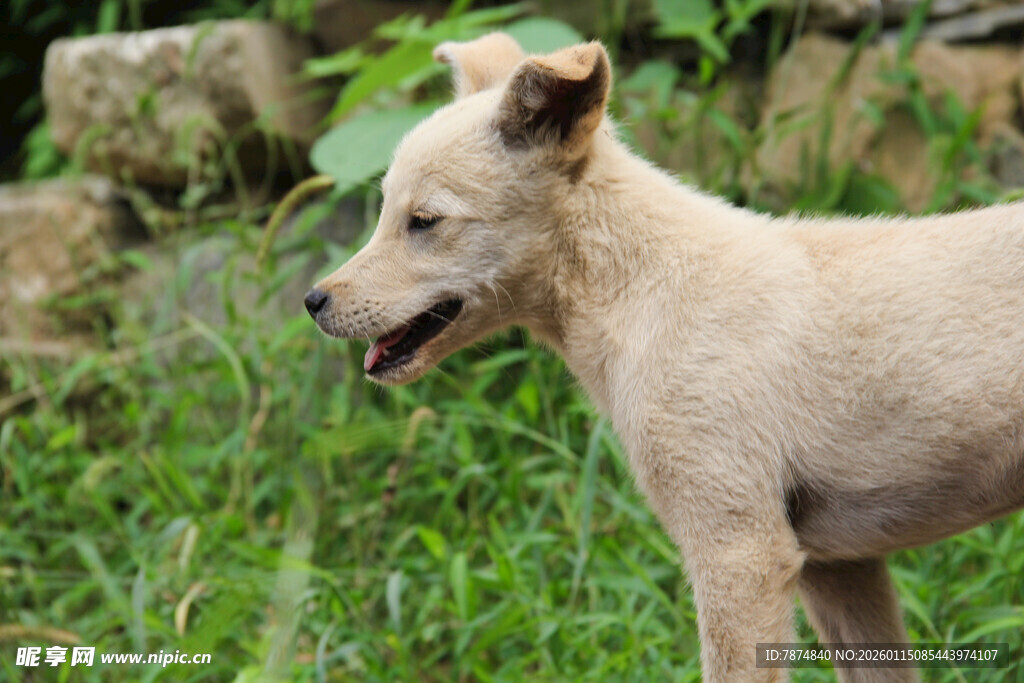户外站立的浅色田园犬