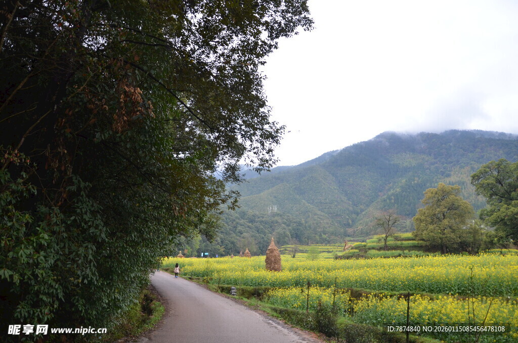 乡间小路旁的田野与远山