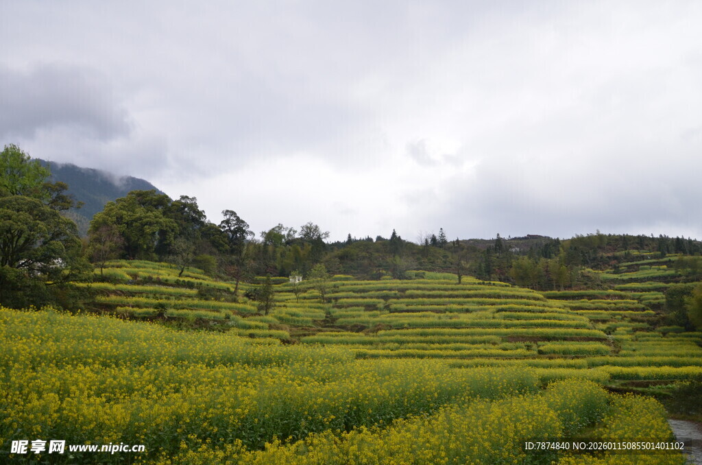山间油菜梯田田园美景