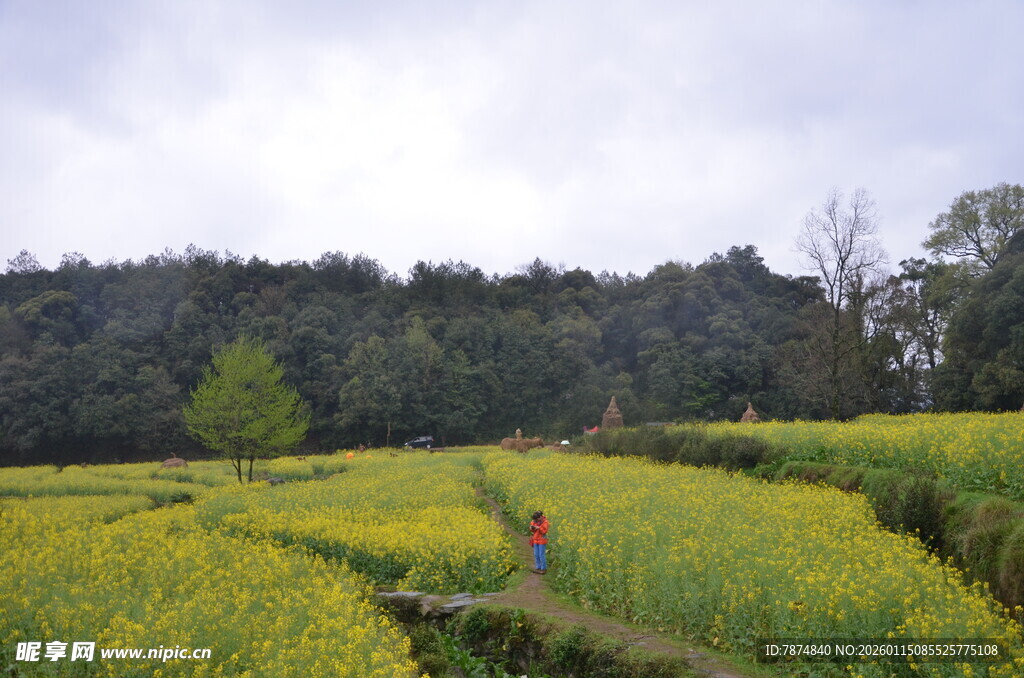 田园油菜花田中的漫步身影