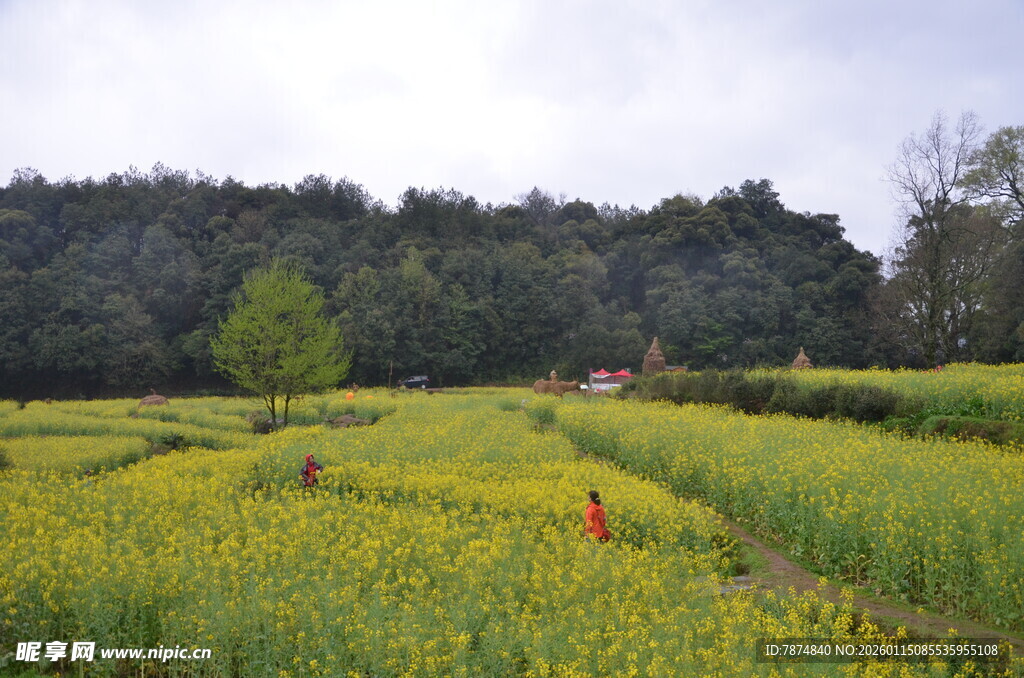 金黄花田中的红衣身影