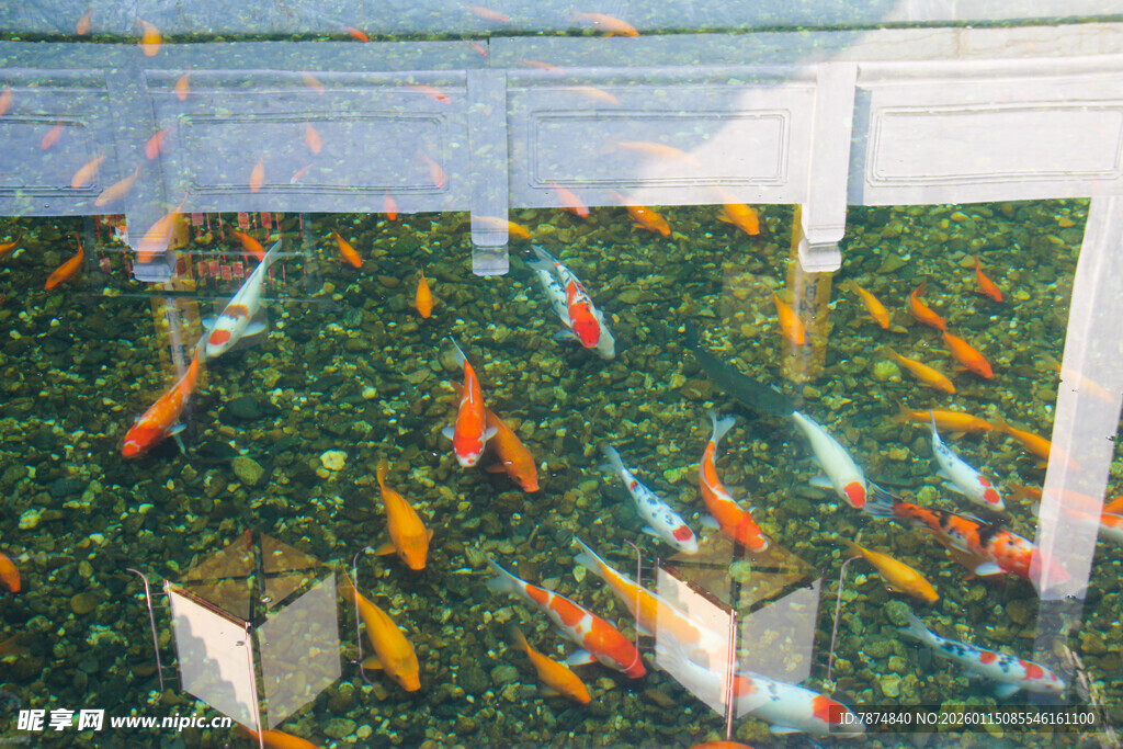 池塘中游动的多彩锦鲤鱼