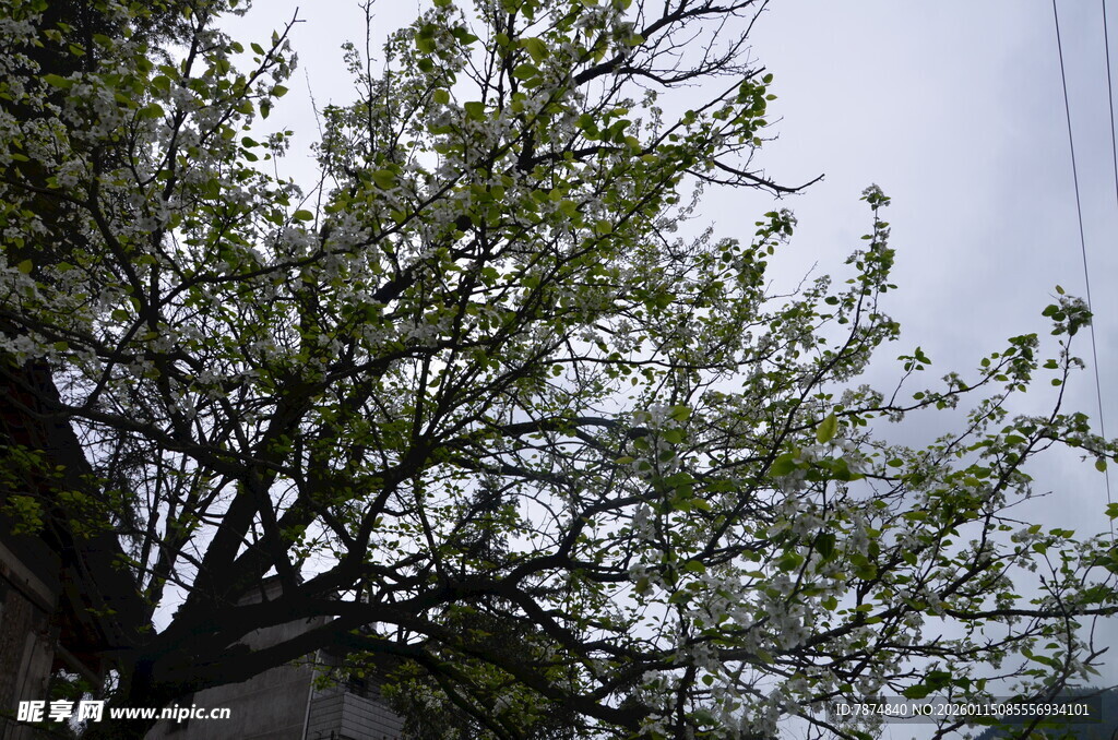 枝头新绿 春日生机初显