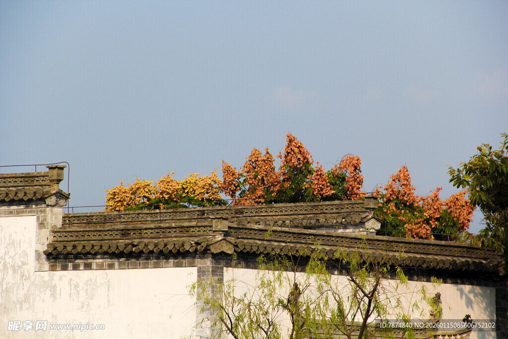中式墙头秋景
