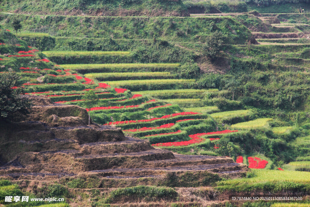梯田风光 绿意中点缀红物