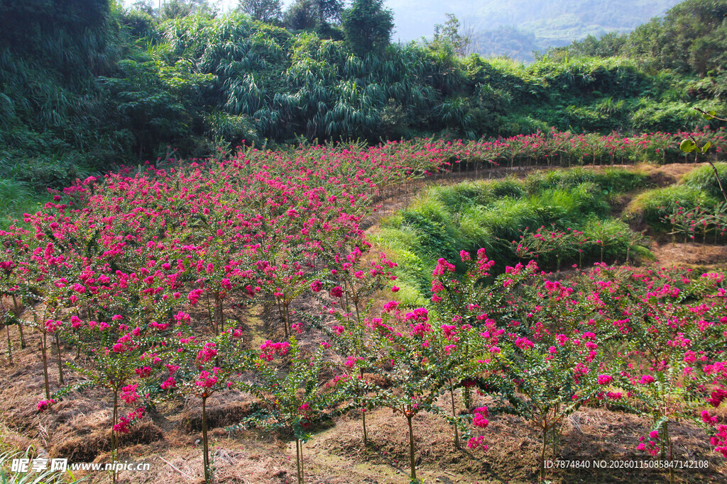 繁花似锦的美丽花田