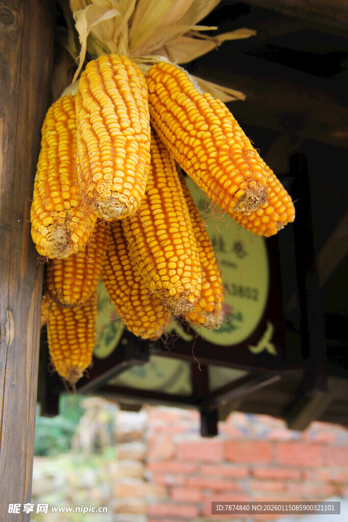 悬挂的金黄玉米串