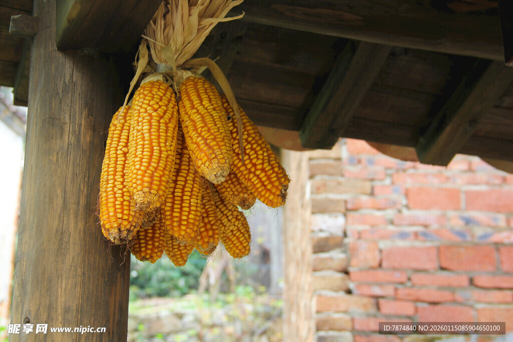 屋檐下悬挂的金黄玉米