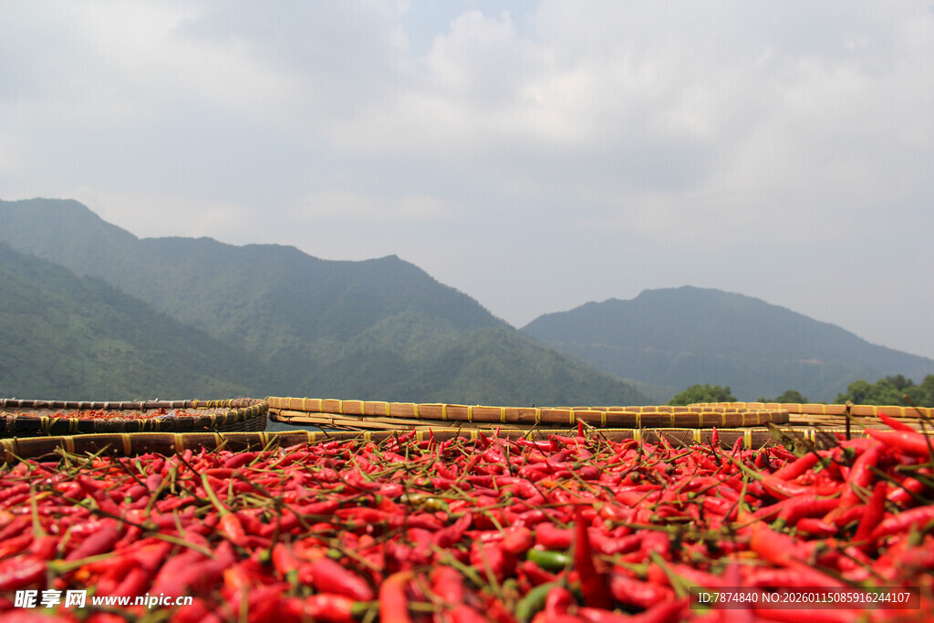 火红辣椒田 山间壮丽风光