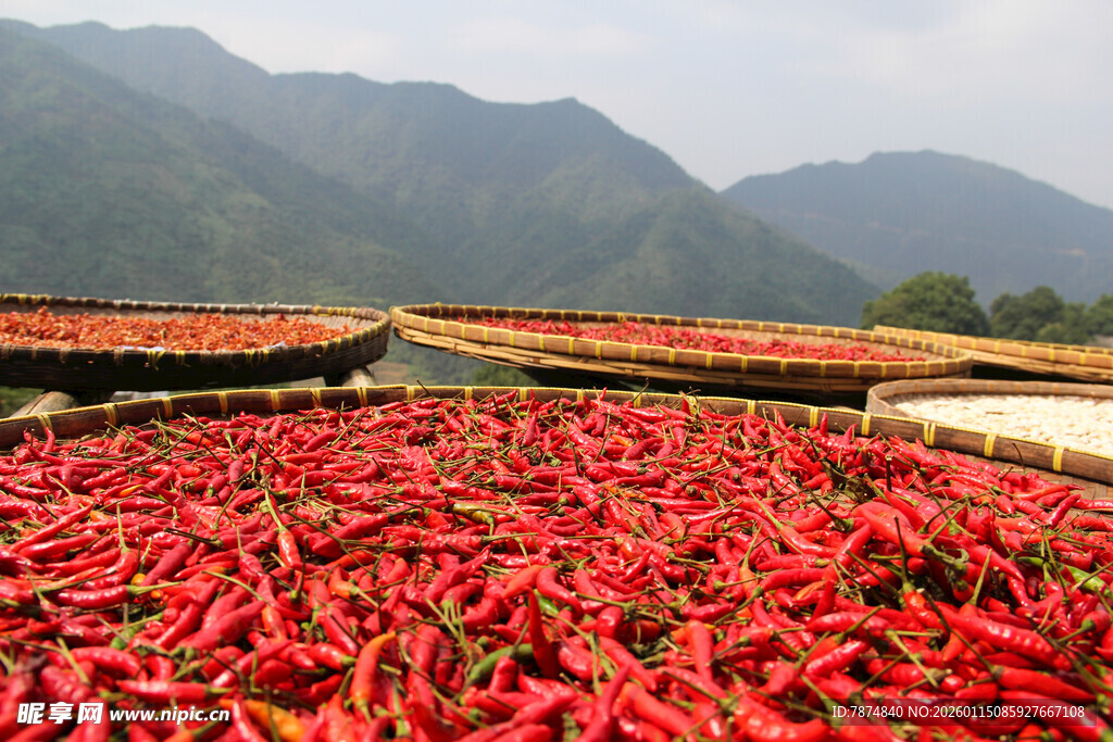 山间红辣椒晾晒美景