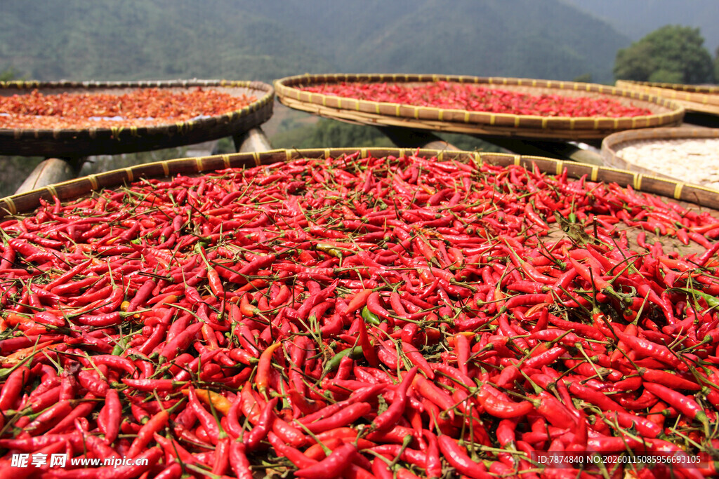 晾晒中的大片红辣椒