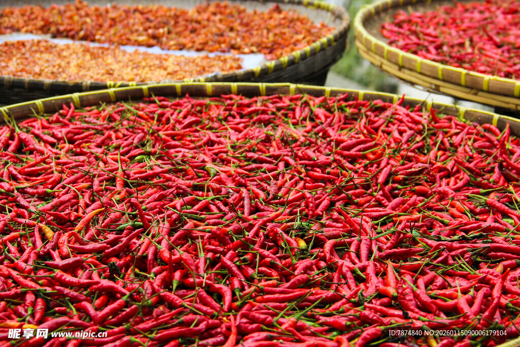 晾晒中的红辣椒