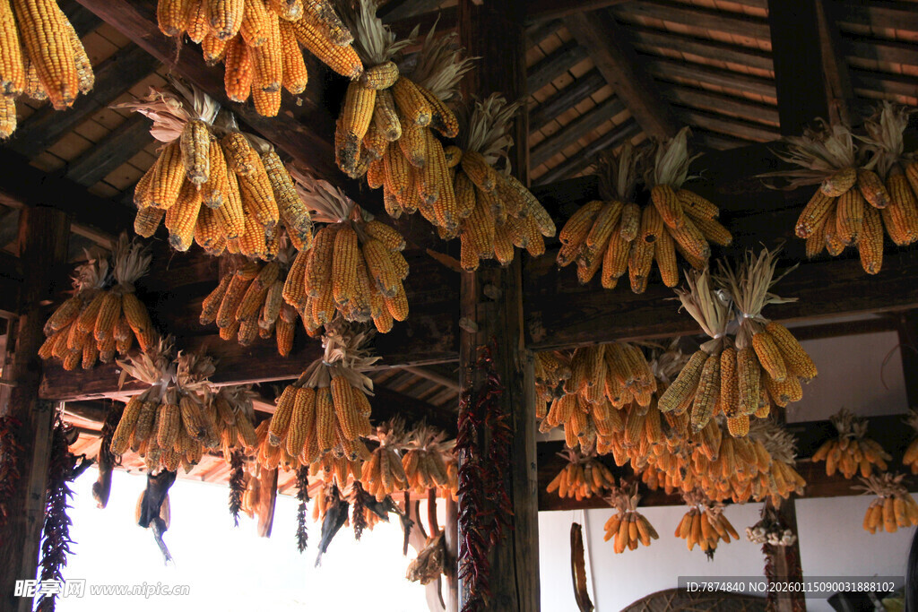 农家屋檐下的金黄玉米串