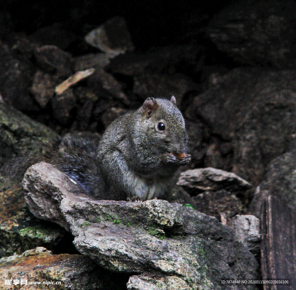岩石上的松鼠