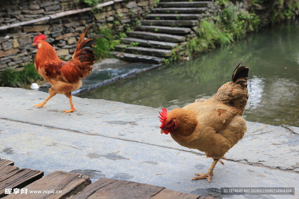 溪边漫步的两只鸡
