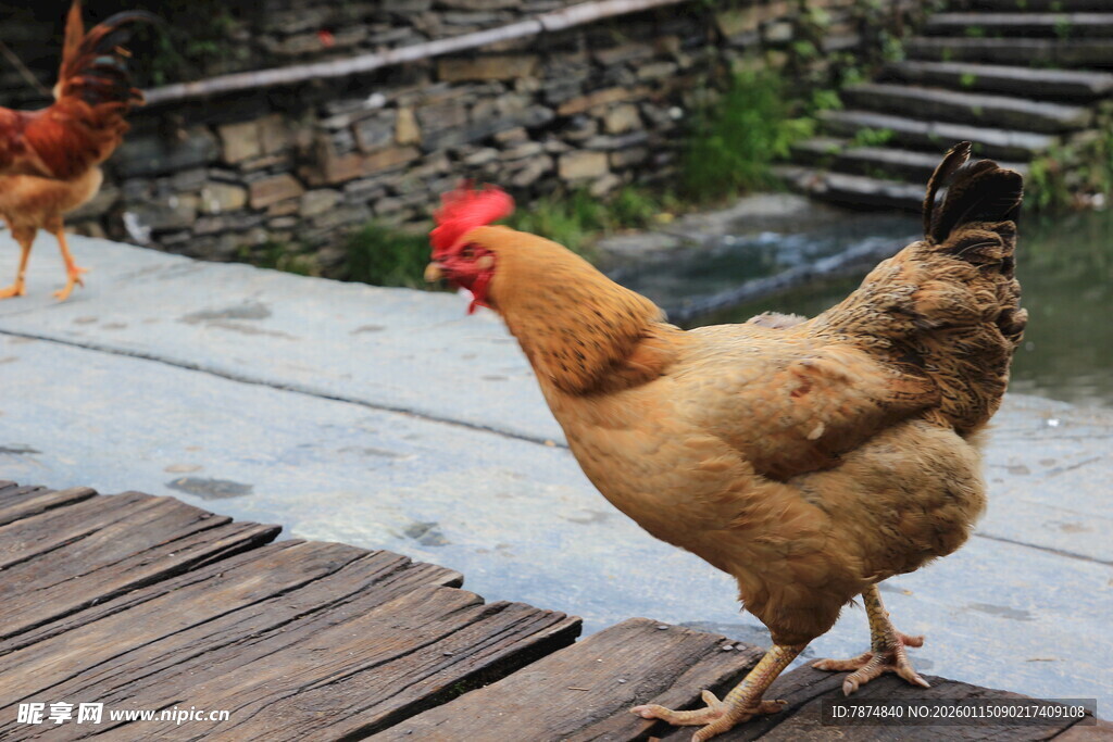 庭院中漫步的健壮母鸡
