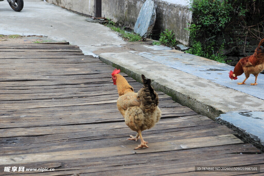 木路上行走的几只鸡