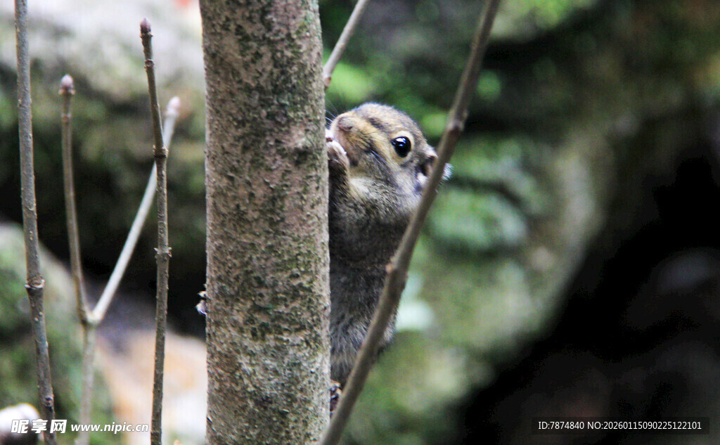 树上的松鼠