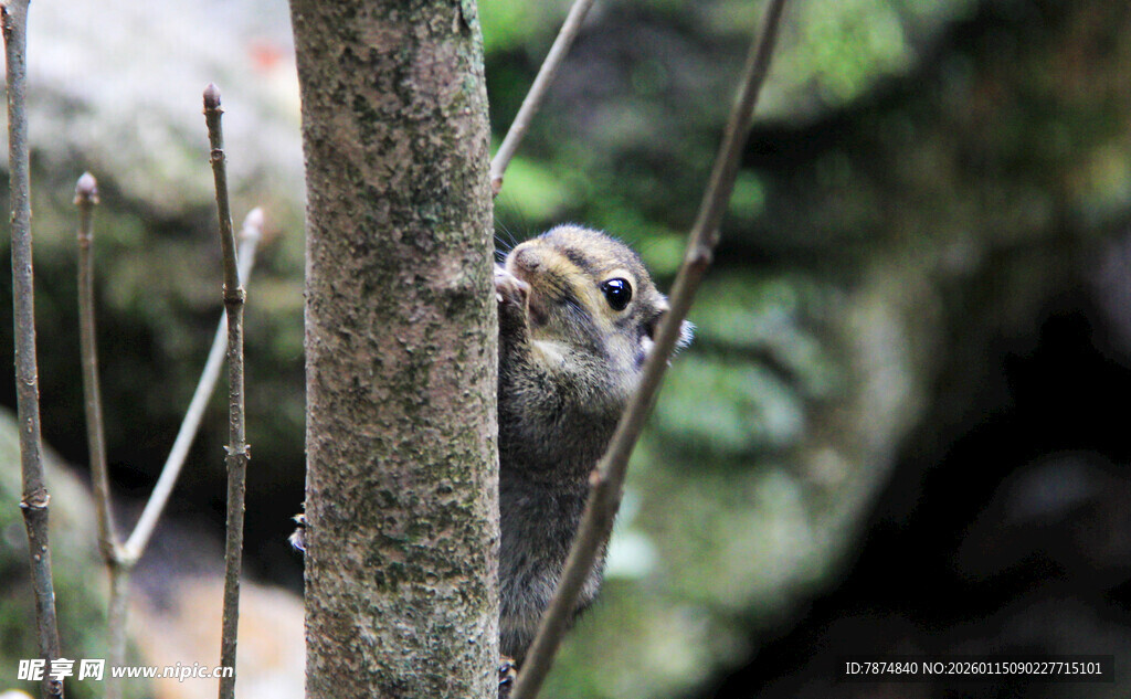 松鼠攀树啃食树干