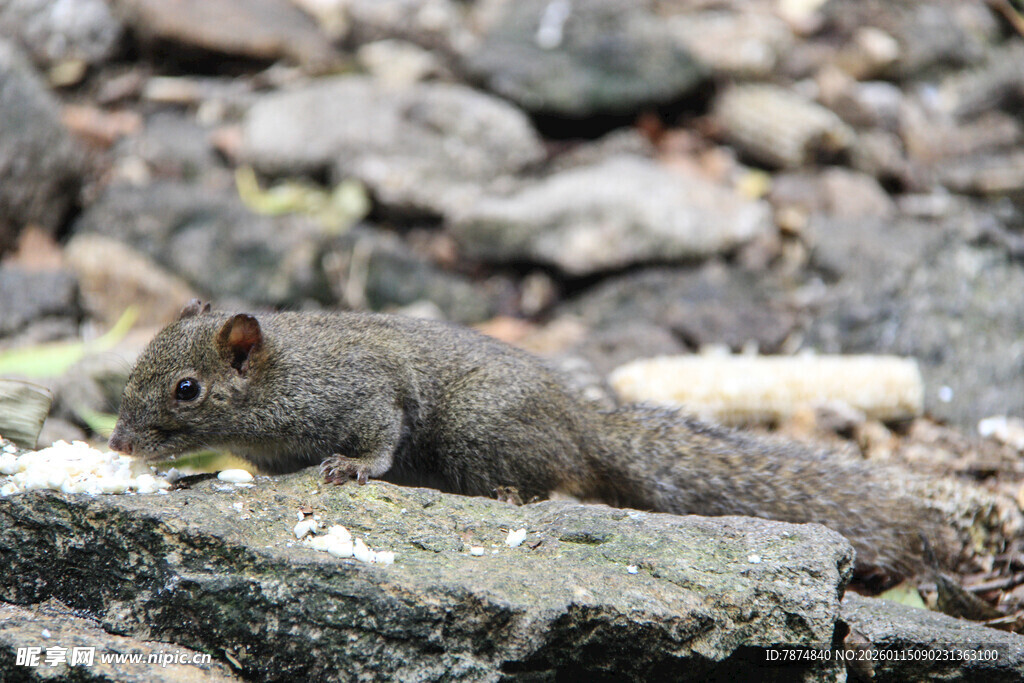岩石上觅食的可爱小松鼠