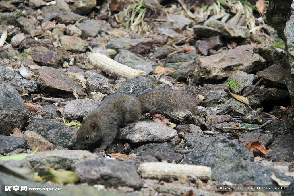 森林中觅食的小型啮齿动物