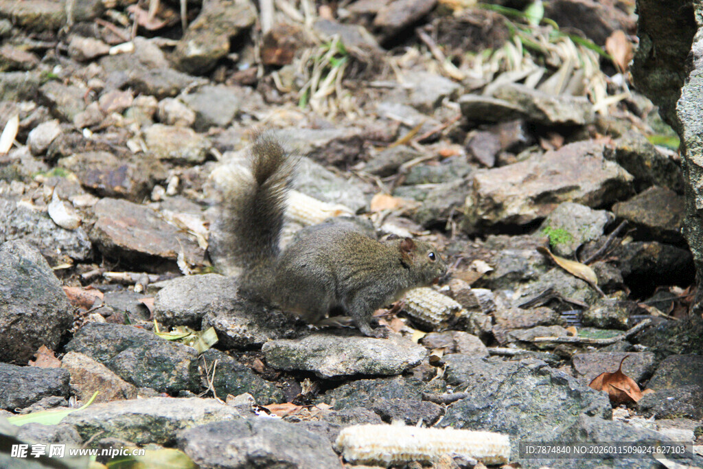 林间觅食的小鸟
