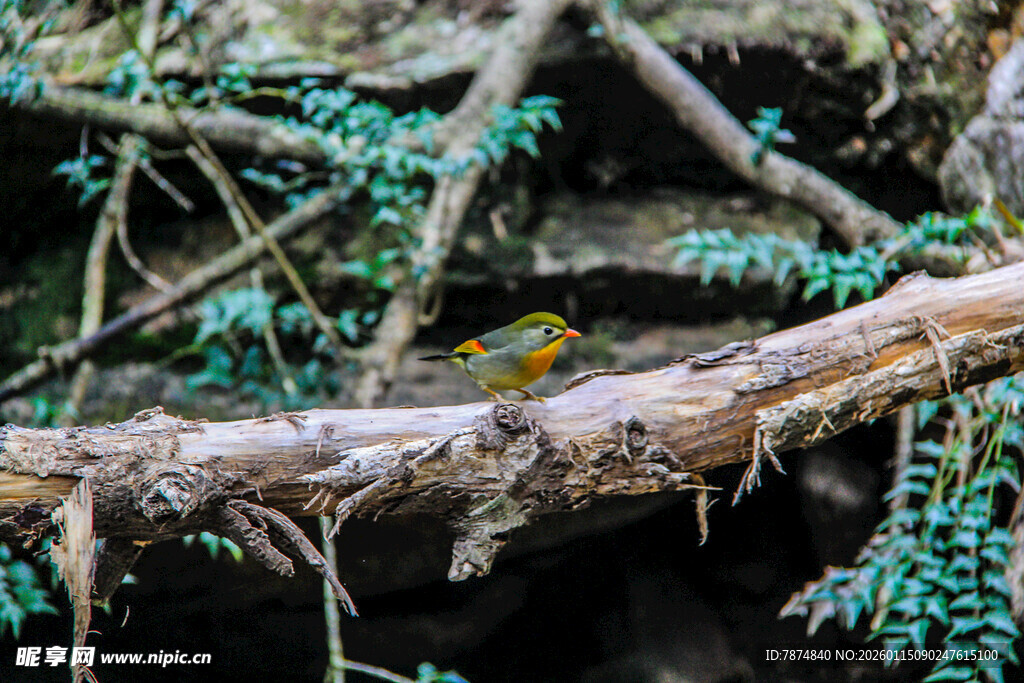 树枝上栖息的小鸟