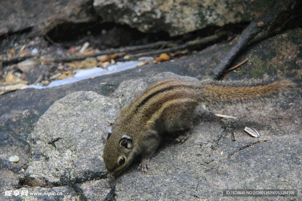 岩石上的条纹蜥蜴