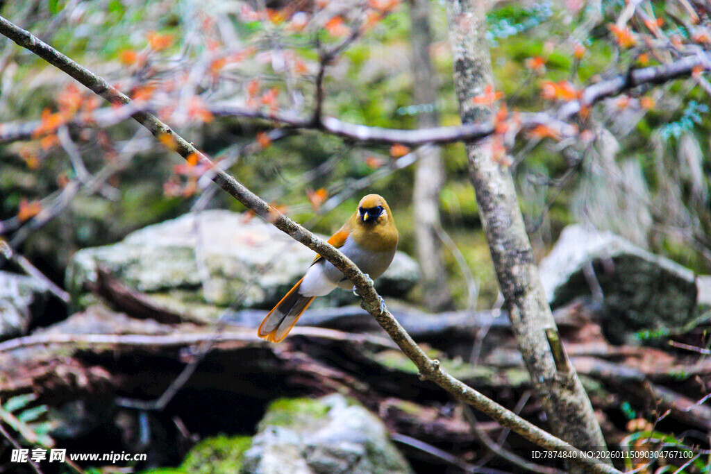 枝头小鸟栖于自然景致中