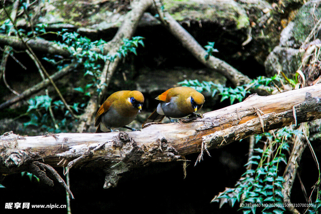 树枝上亲昵的多彩鸟儿