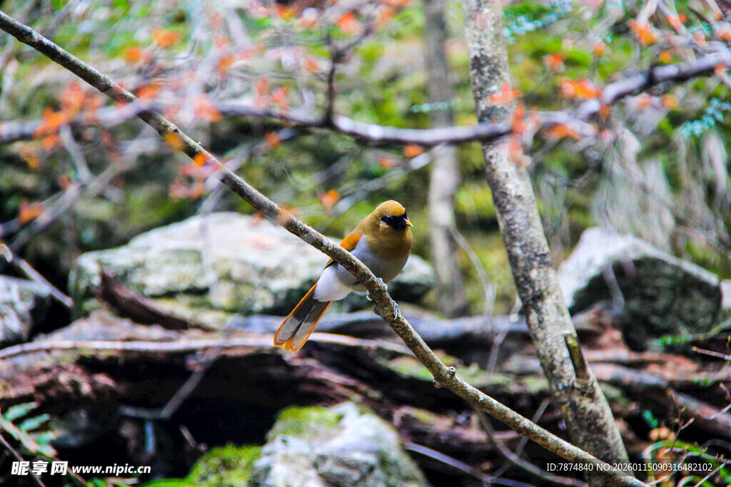 林间枯枝与岩石景象