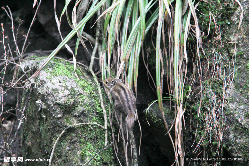 岩石旁的葱郁野草