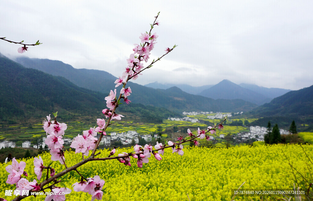 春日田园烂漫风光