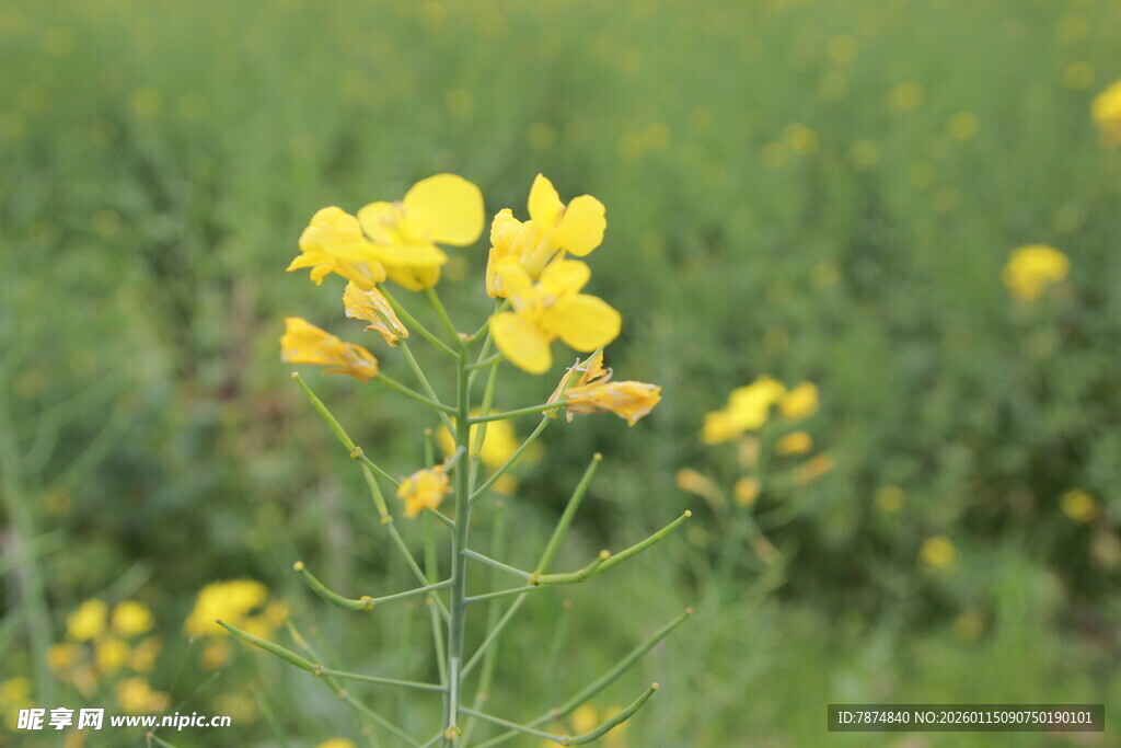 田野中的灿烂黄色油菜花