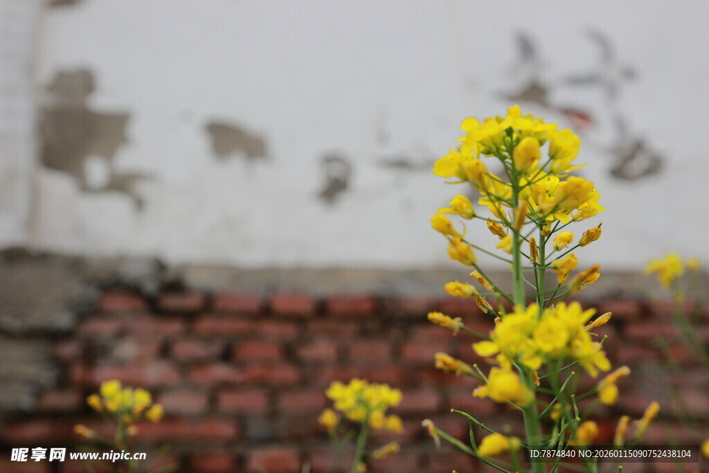 墙边绽放的黄色小花
